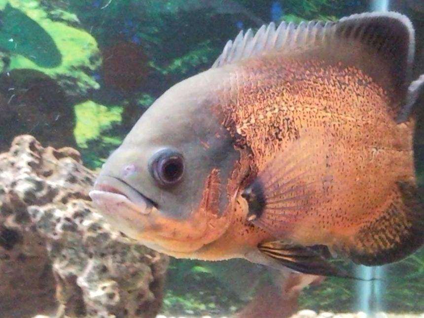 Rated #466: Freshwater Fish - Astronotus Ocellatus - Red Oscar Stocking In 150 Gallons Tank - My other favourite Oscar. About 1.5 years old and eating my pocket dry. Soon I will be post images of their bigger tank. Moving to a 6 foot tank. I have been taking my time to set it up, so that the job gets done properly.