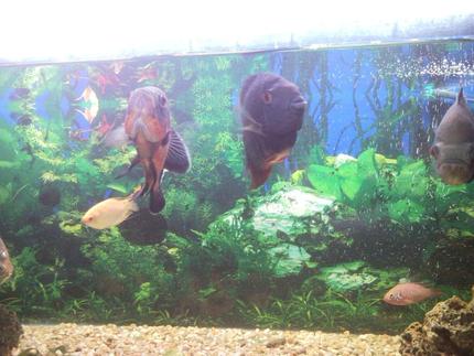 freshwater fish - astronotus ocellatus - red oscar stocking in 150 gallons tank - Oscar and Green deacon hungry again? They love to fight for territory, but being both aggressive fish they have found common ground and now have their own places in the tank.