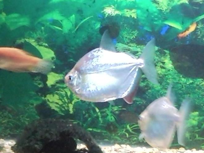 freshwater fish - metynnis argenteus - silver dollar stocking in 150 gallons tank - The garbage collectors. (silver dollars). They all shit floating in the water, sometimes even while its still coming out of the other fish in the tank.