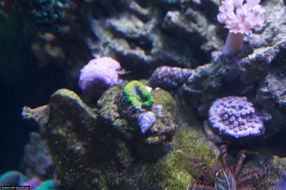 corals inverts - mycedium sp. - green eyed cup coral stocking in 60 gallons tank - prism favia, electric blue hermit, sally lightfoot crab, xenia and metero shower cyphastrea.