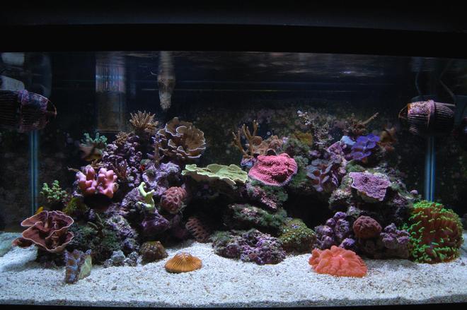corals inverts - montipora sp. - red aussie montipora stocking in 58 gallons tank - 40 gallon breeder. HOB skimmer by Reef Octopus, HOB fuge by CPR with additional skimmer. 2x150 MH by Current USA burning XM 15k bulbs. Moving towards SPS dominated. Three clams, a few LPS, zoanthids. Too many fish; true percula clown hosting the hammer coral, 2 pj cardinals, six line wrasse, clown goby, yasha hase, coral beauty angel, scooter blenny. I change 15 gallons per week because of the high bio load and to replenish trace minerals. nitrate, nitrate, phosphate = 0. dKH = 8-10. Calcium = 450+ Magnesium 1450-1500. Using the 'Balling' method to dose.