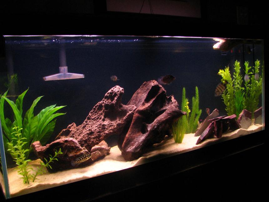 Rated #66: 60 Gallons Freshwater Fish Tank - The Tank......