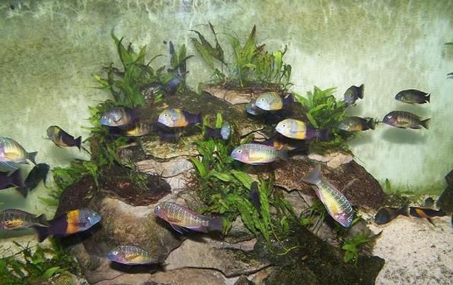 freshwater fish - tropheus moorii - moorii (kaiser ii) cichlid stocking in 165 gallons tank - T Moorii Kasanga F0
T Moorii Bemba F0