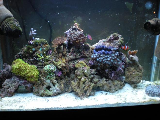 29 gallons reef tank (mostly live coral and fish) - My tank