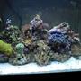 29 gallons reef tank (mostly live coral and fish) - My tank