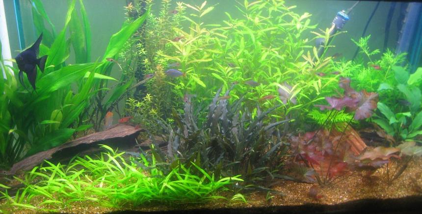 Rated #124: 89 Gallons Planted Tank - my 4 footer