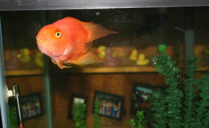 Rated #1187: Freshwater Fish - Heros Severus X Amphilophus Citrinellum - Blood Parrot Stocking In 56 Gallons Tank - Loui, my Heart-Shaped Parrot