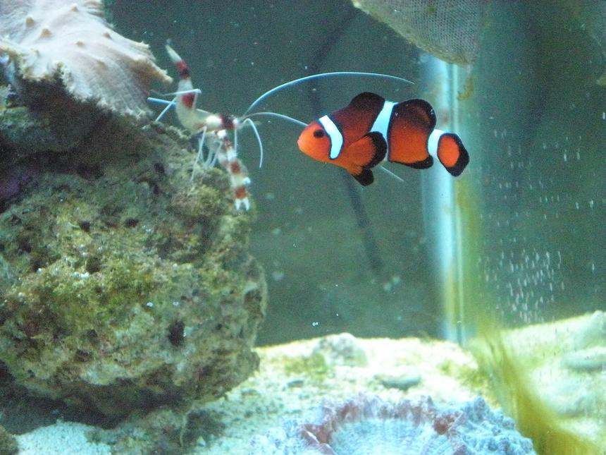 Rated #64: Saltwater Fish - Amphiprion Ocellaris - Ocellaris Clownfish Stocking In 29 Gallons Tank - Clown