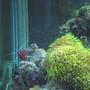 corals inverts - lysmata debelius - blood red fire shrimp stocking in 29 gallons tank - Fire shrimp