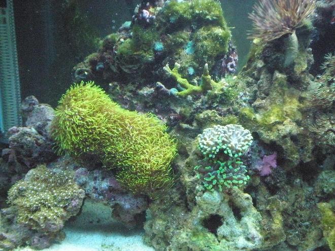 corals inverts - briareum sp. - starburst polyp stocking in 29 gallons tank - Close up