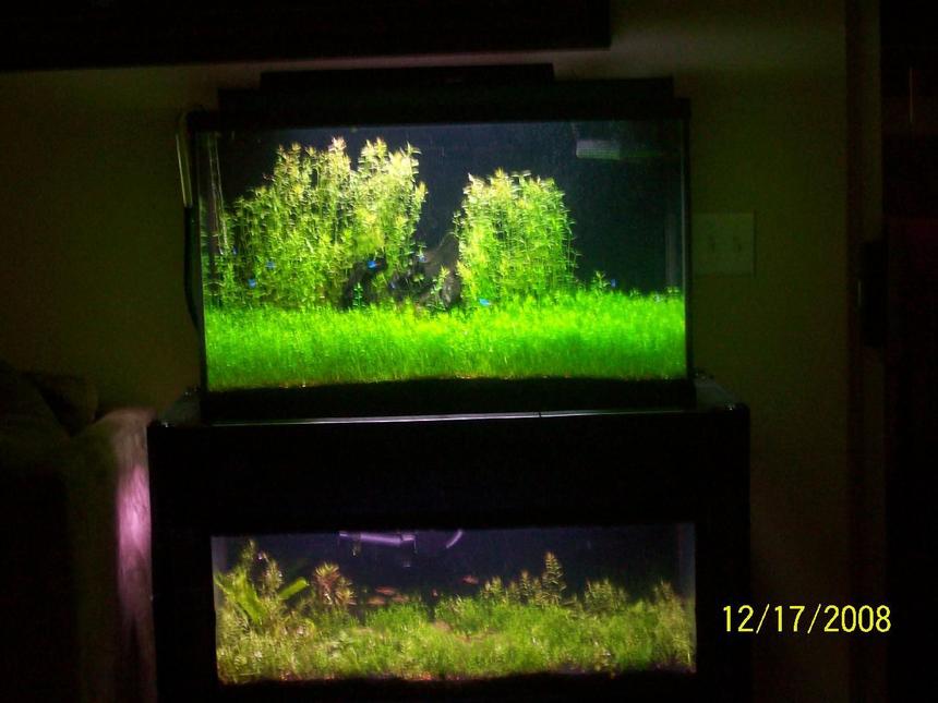 Rated #96: 29 Gallons Planted Tank - planted fish tank aquarium by green aquarium