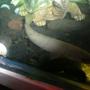 freshwater fish - polypterus senegalus - cuvier bichir stocking in 90 gallons tank - my senegal bichir