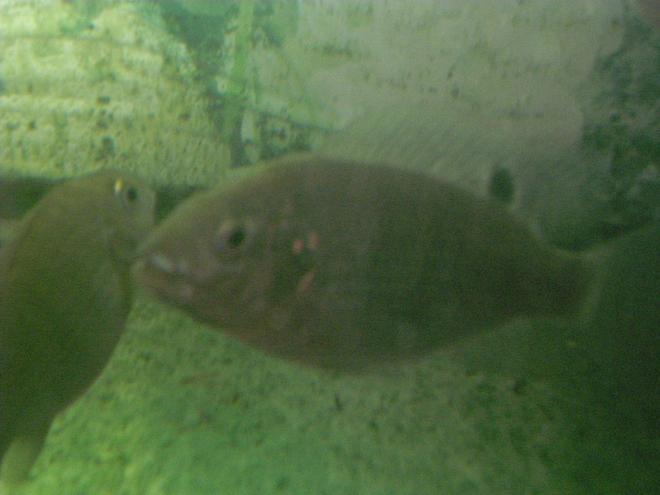 freshwater fish - tilapia buttikoferi - zebra tilapia stocking in 90 gallons tank - 2 tilapia