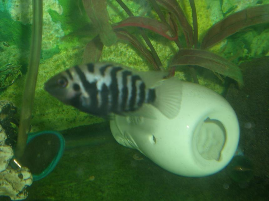 Rated #2291: Freshwater Fish - Archocentrus Nigrofasciatus - Black Convict Cichlid Stocking In 90 Gallons Tank - my convict