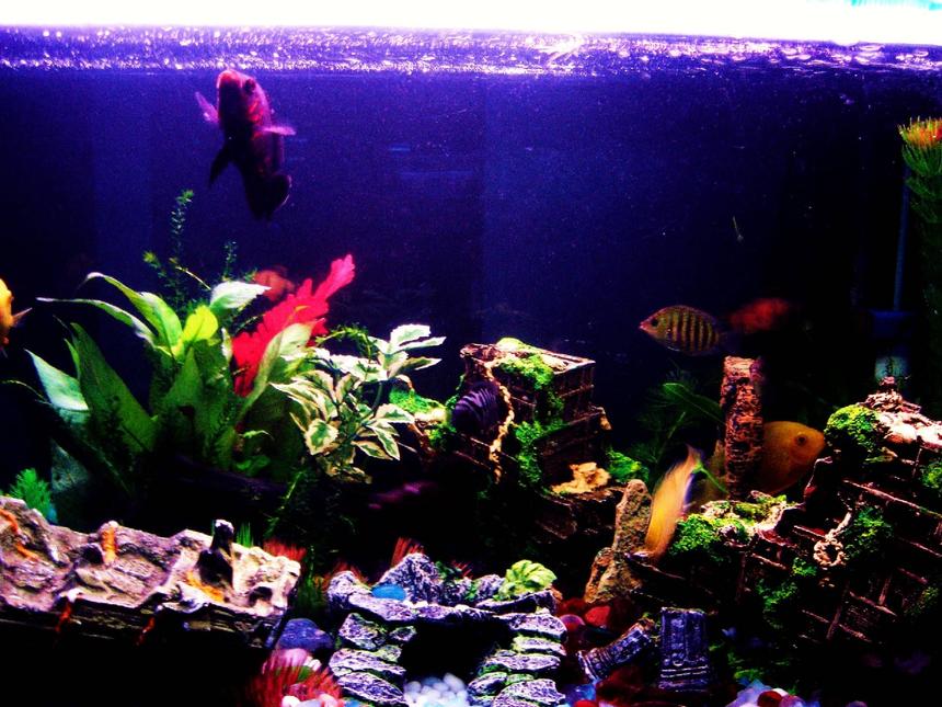 Rated #1381: Freshwater Fish - Archocentrus Nigrofasciatus - Black Convict Cichlid Stocking In 43 Gallons Tank - Other side of the Forest

Oscar
Golden Severum
Green Chromide
Electric Yellow Morph
Convict
Caught in Action