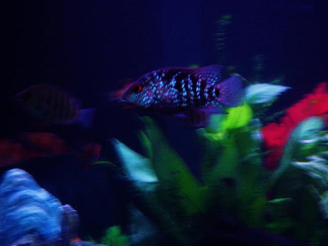 freshwater fish - herichthys cynoguttatus - texas cichlid stocking in 43 gallons tank - The Blue Texas Cichlid