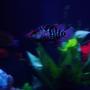 freshwater fish - herichthys cynoguttatus - texas cichlid stocking in 43 gallons tank - The Blue Texas Cichlid