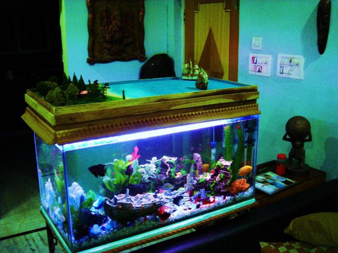 43 gallons freshwater fish tank (mostly fish and non-living decorations) - A world within a World :)