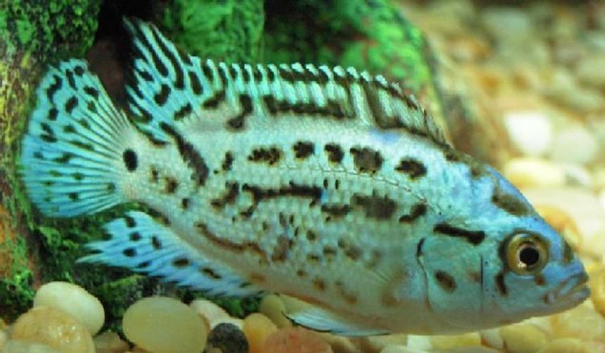 Rated #15: Freshwater Fish - Nandopsis Octofasciatum - Electric Blue Jack Dempsey Stocking In 150 Gallons Tank - My Electric Blue Jack Dempsey