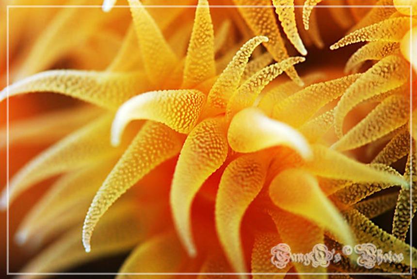 Rated #4: Corals Inverts - Tubastrea Faulkneri - Orange Sun Coral Stocking In 150 Gallons Tank - super suns polyps