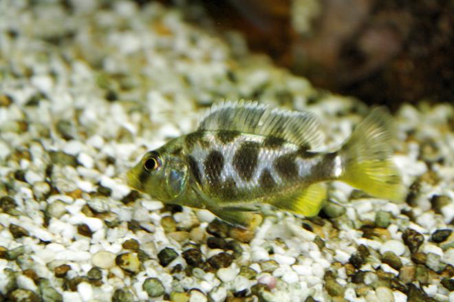 freshwater fish - nimbochromis livingstonii - livingstoni stocking in 80 gallons tank - malawi