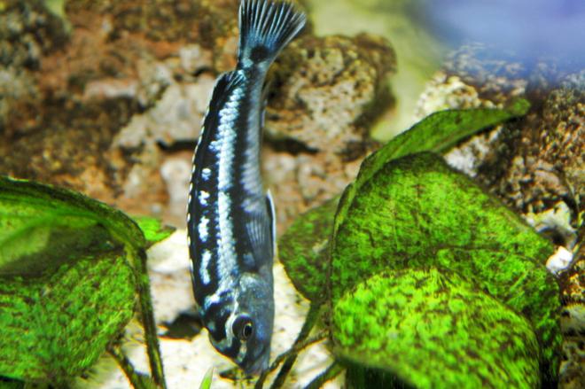 freshwater fish - melanochromis johannii - johanni cichlid stocking in 80 gallons tank - malawi