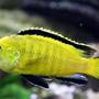 freshwater fish - labidochromis caeruleus - electric yellow cichlid stocking in 80 gallons tank - malawi