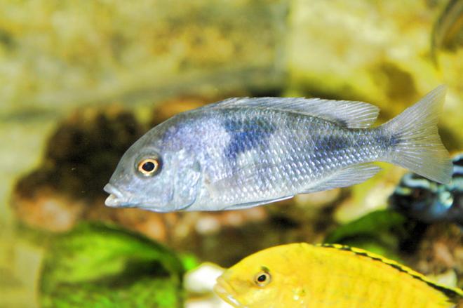 freshwater fish - cyrtocara moorii - blue dolphin cichlid stocking in 80 gallons tank - malawi