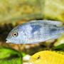 freshwater fish - cyrtocara moorii - blue dolphin cichlid stocking in 80 gallons tank - malawi