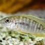 freshwater fish - otopharynx lithobates - sulphur crested lithobate stocking in 80 gallons tank - malawi