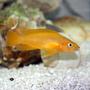 freshwater fish - neolamprologus leleupi - orange leleupi cichlid stocking in 80 gallons tank - Tanganyka