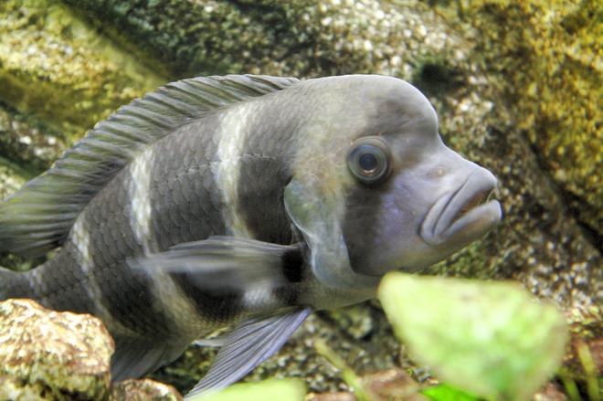 freshwater fish - cyphotilapia frontosa - frontosa cichlid stocking in 80 gallons tank - Tanganyka
