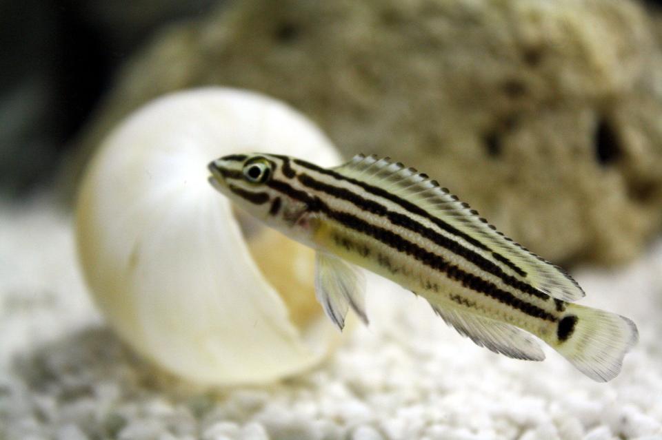 freshwater fish - julidochromis marlieri - marlieri cichlid stocking in 80 gallons tank - Tanganyka