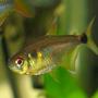 freshwater fish - hemigrammus ocellifer - head and tail light tetra stocking in 30 gallons tank - head/tailight tetra