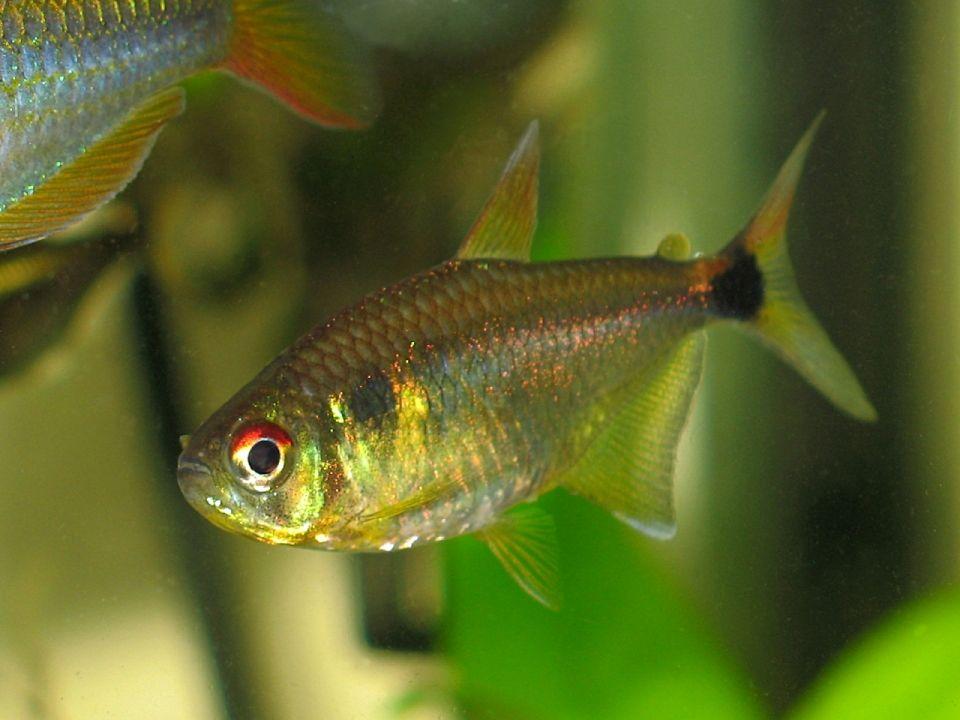 freshwater fish - hemigrammus ocellifer - head and tail light tetra stocking in 30 gallons tank - head/tailight tetra