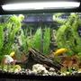 30 gallons freshwater fish tank (mostly fish and non-living decorations) - A 30 gallon freshwater tank with African Malawi Cichlids inside.