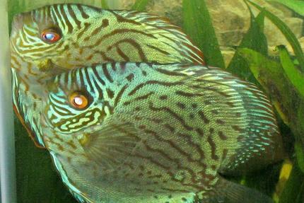 freshwater fish - aquagreen scribble discus stocking in 135 gallons tank - Mated pair of Discus