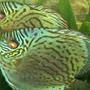 freshwater fish - aquagreen scribble discus stocking in 135 gallons tank - Mated pair of Discus
