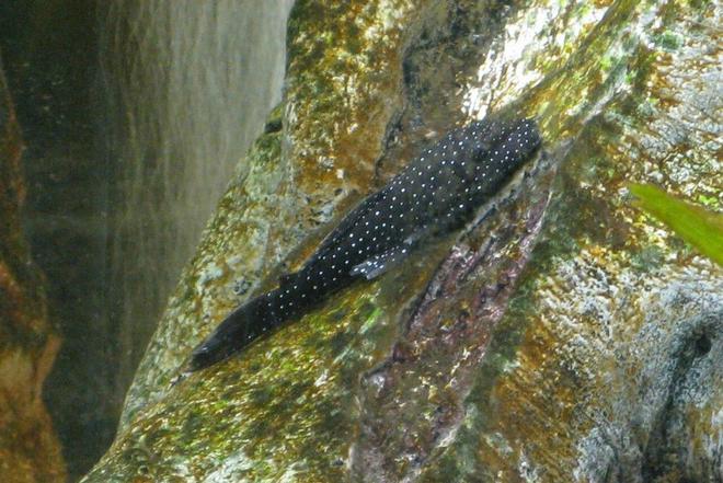 freshwater fish - ancistris sp. - starry night pleco (l-183) stocking in 135 gallons tank - Stary Night Pleco in 55 gal. tank