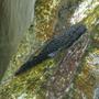 freshwater fish - ancistris sp. - starry night pleco (l-183) stocking in 135 gallons tank - Stary Night Pleco in 55 gal. tank