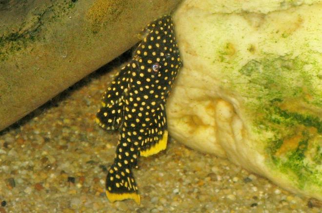 freshwater fish - baryancistrus sp. - gold nugget pleco (l-18) stocking in 135 gallons tank - Gold Nugget Pleco in 55 gal. tank