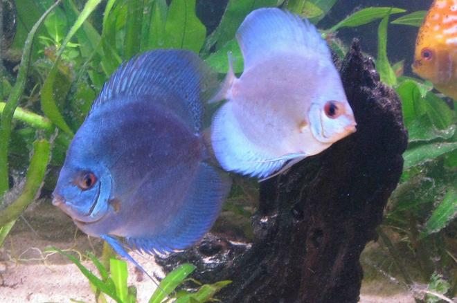 freshwater fish - symphysodon sp. - blue diamond discus stocking in 135 gallons tank - Discus