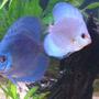freshwater fish - symphysodon sp. - blue diamond discus stocking in 135 gallons tank - Discus