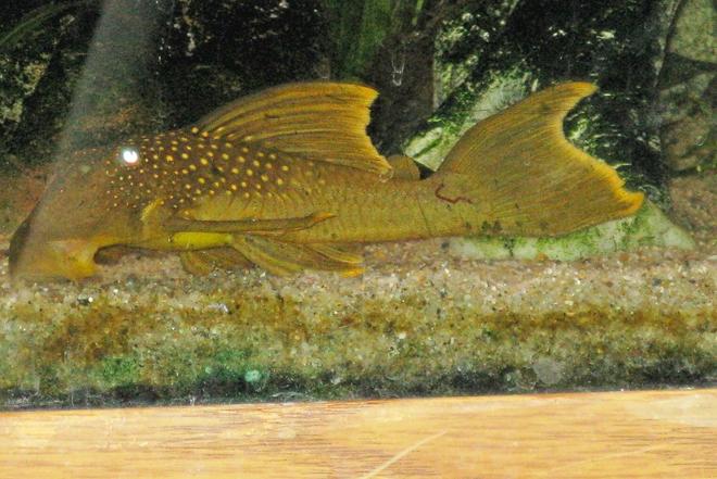 freshwater fish - baryancistrus demantoides - green phantom pleco stocking in 135 gallons tank - Green Phantom Pleco