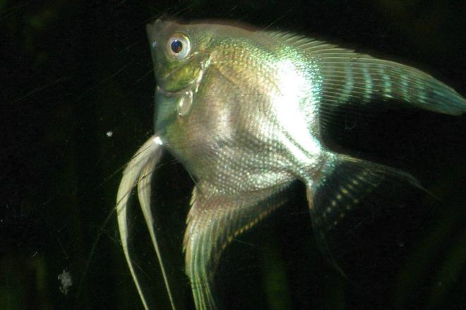 freshwater fish - pterophyllum scalare - platinum angelfish stocking in 135 gallons tank - Platnum Angel