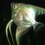 freshwater fish - pterophyllum scalare - platinum angelfish stocking in 135 gallons tank - Platnum Angel