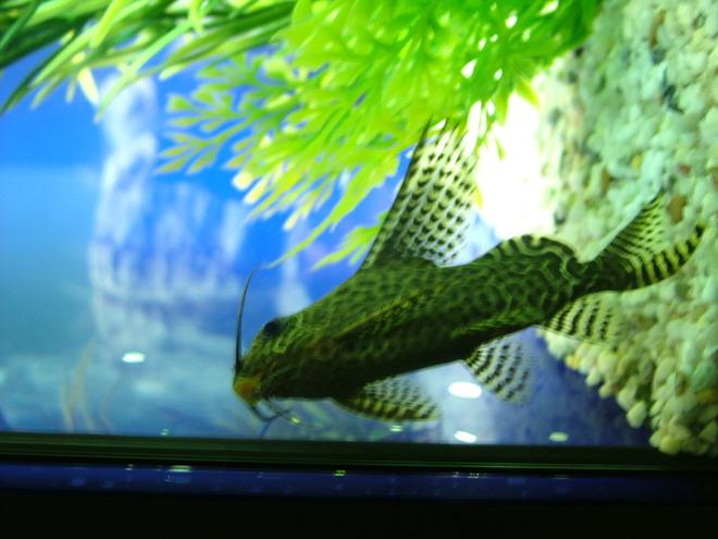 freshwater fish - synodontis eupterus - featherfin catfish stocking in 180 gallons tank - this is my butterfly catfish well i think it is if you no plezz tell me