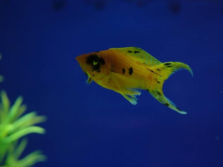 Rated #106: Freshwater Fish - Poecilia Sphenops - Gold Dust Molly Stocking In 180 Gallons Tank - my male golden molly (which i dont have eny more)