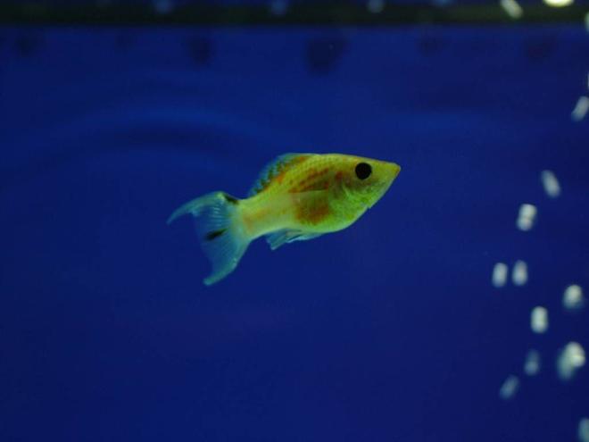 freshwater fish - poecilia latipinna - balloon molly stocking in 180 gallons tank - this is my golden molly
which i dont have eny more