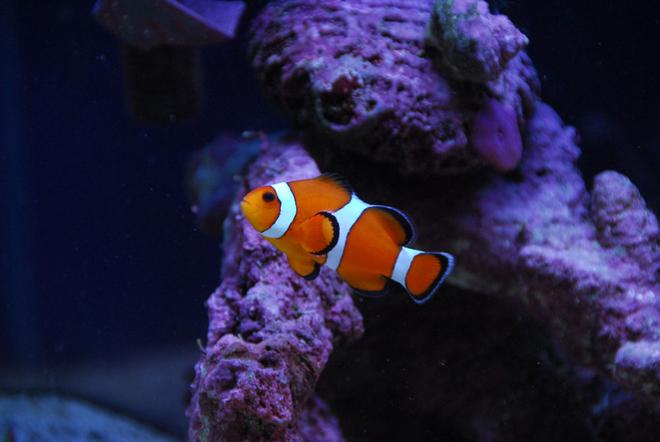 saltwater fish - amphiprion percula - true percula clownfish stocking in 20 gallons tank - Second clown fish.